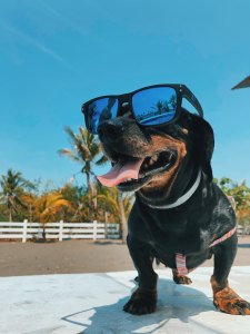 Dachshund wearing sunglasses panting in the heat outside in summer